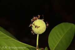 Ochreinauclea missionis